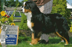 bernese mountain dog