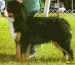 bernese mountain dog