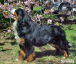 bernese mountain dog