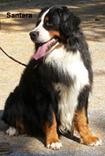 Beckham - Bernese Mountain Dog