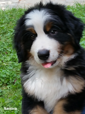 bernese mountain dog