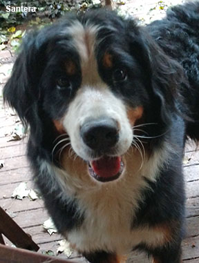 bernese mountain dog