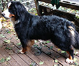 dulce bernese mountain dog