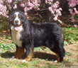 Bernese Mountain Dog