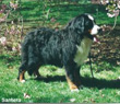 Bernese Mountain Dog