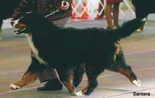 Journey Bernese Mountain Dog