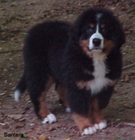 Journey Berner Pup