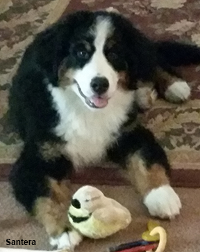 Kateel bernese mountain dog