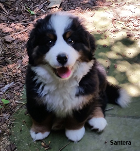 bernese mountain dog