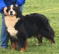 kateel bernese mountain dog