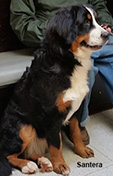 kira bernese mountain dog