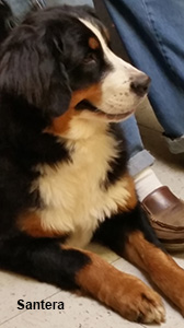 kira bernese mountain dog