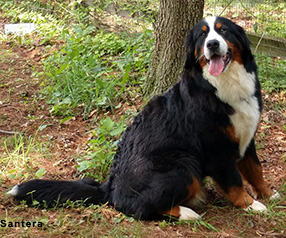 Storm - Bernese Mountain Dog