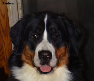 Nettee Bernese Mountain Dog