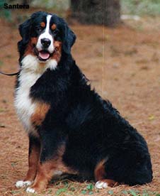 Nettee Bernese Mountain Dog