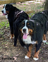 Shiloh berner