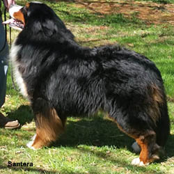 Storm - Bernese Mountain Dog