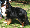 storm bernese mountain dog