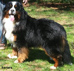 Storm - Bernese Mountain Dog