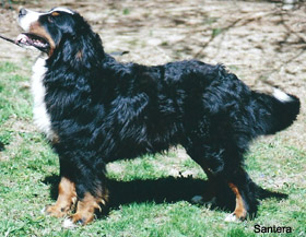 Journey Bernese Mountain Dog