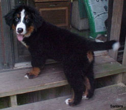 Journey Berner Pup