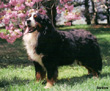 Bernese Mountain Dog