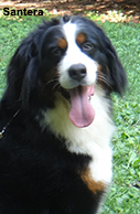 bernese mountain dog