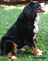 bernese mountain dog