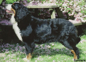 bernese mountain dog