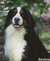 bernese mountain dog