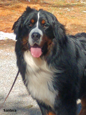 bernese mountain dog