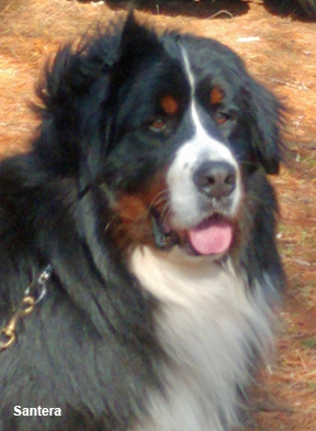 venture bernese mountain dog