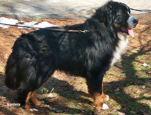 venture bernese mountain dog santera