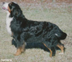 Bernese Mountain Dog