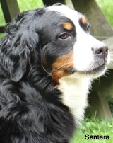 Kenzee Bernese Mountain Dog