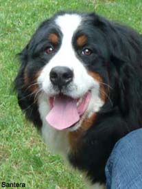 bernese mountain dog