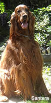 Summer - Irish Setter