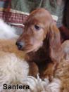 Irish Setter Puppy