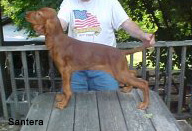 Irish Setter Puppy