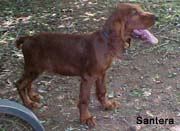 Irish Setter Puppy