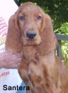 Irish Setter Puppy