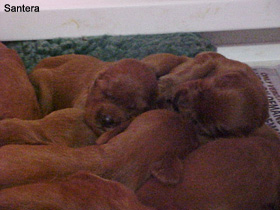 Irish Setter Puppies