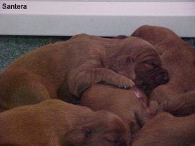 Irish Setter Puppies