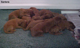 Irish Setter Puppies