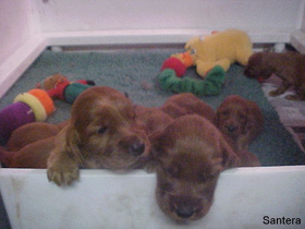 Irish Setter Puppies