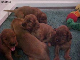 Irish Setter Puppies