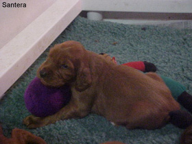 Irish Setter Puppies