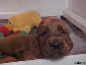 Irish Setter Puppies