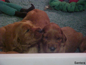 Irish Setter Puppies