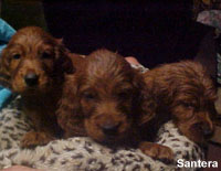 Irish Setter Male Puppies